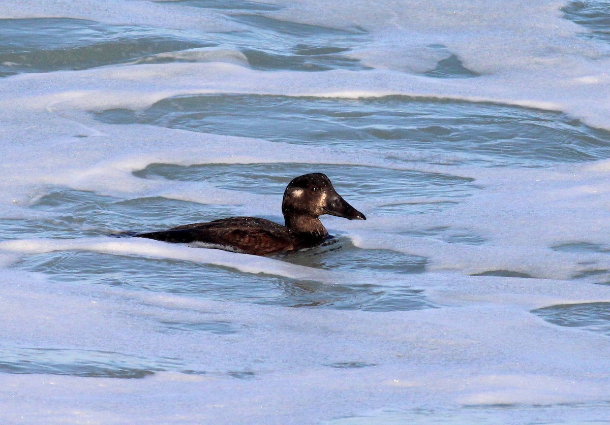 Surf Scoter - ML23141631