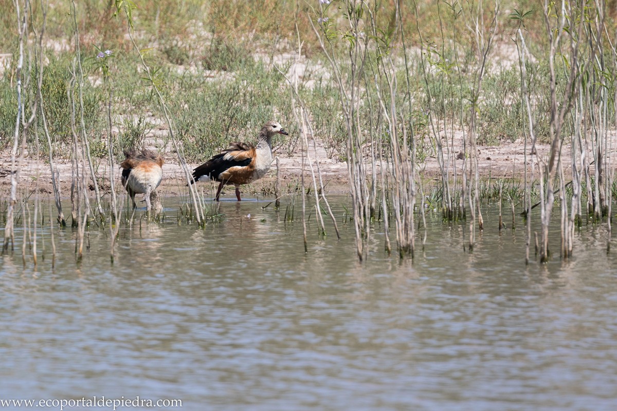 Orinoco Goose - ML231417061