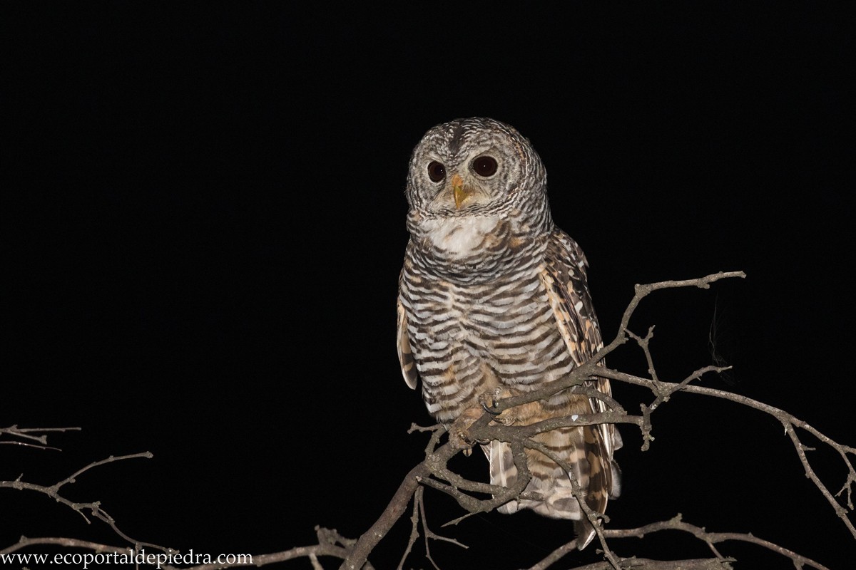 Chaco Owl - ML231419741