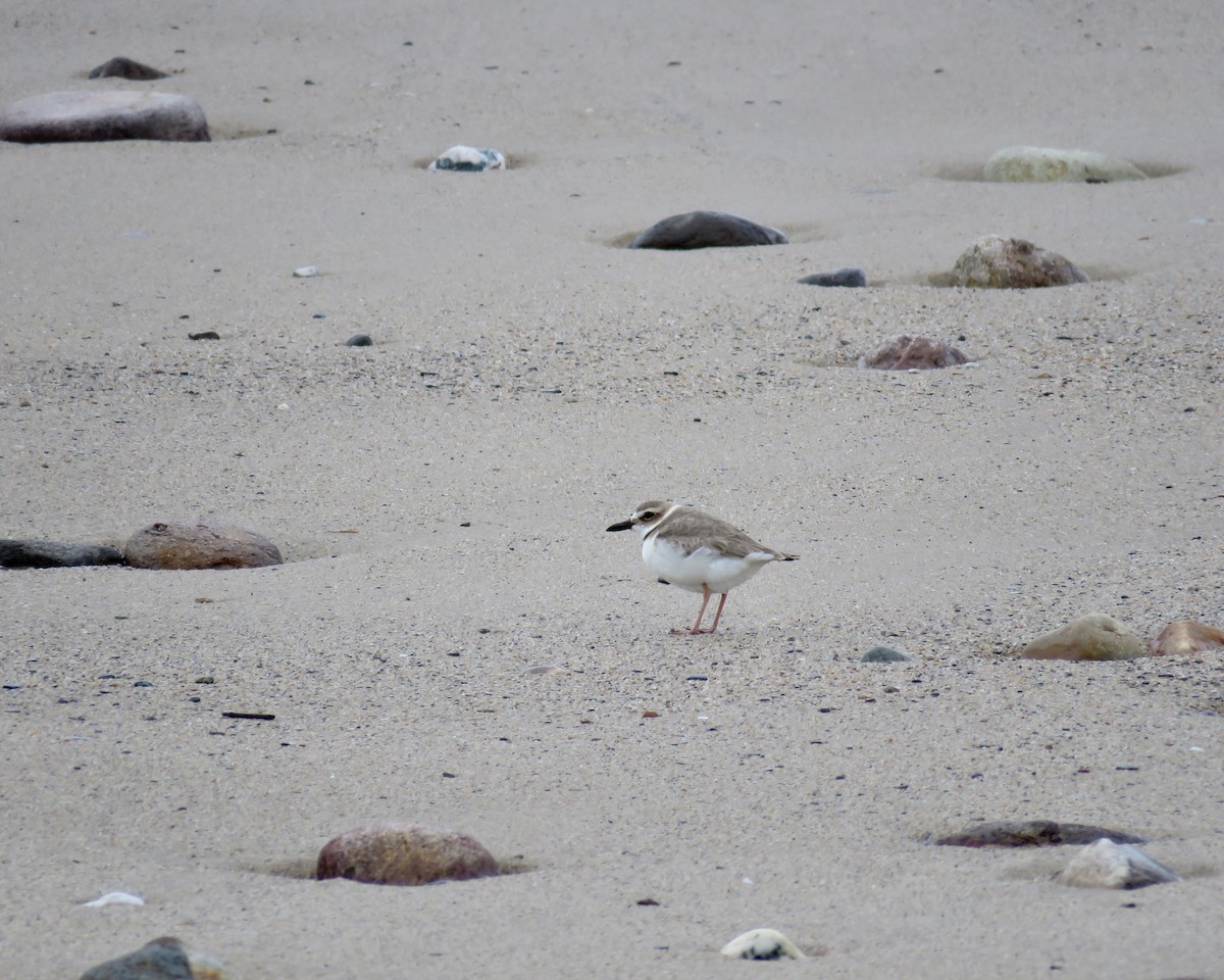 Wilson's Plover - Keegan Burke