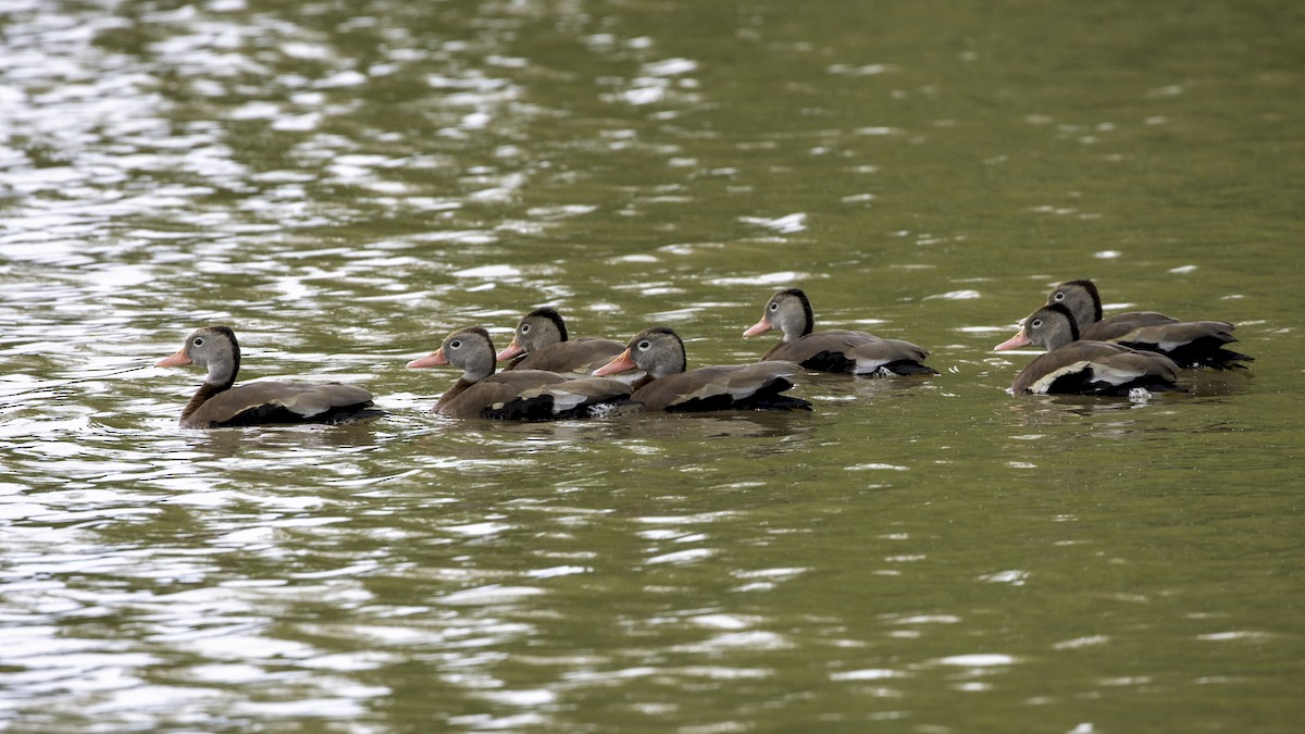 Black-bellied Whistling-Duck - ML231420681