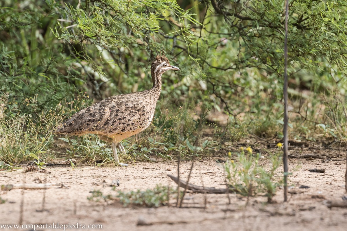 Quebracho Crested-Tinamou - ML231421421