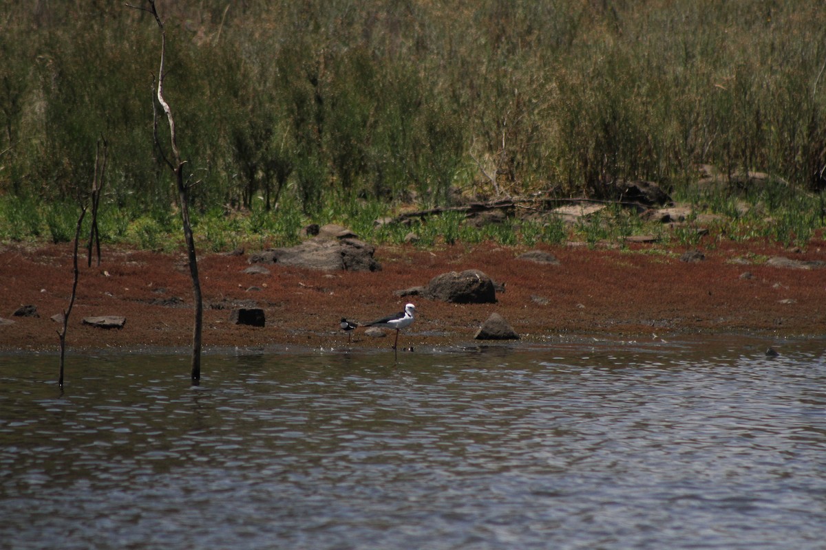 Pied Stilt - ML23142371