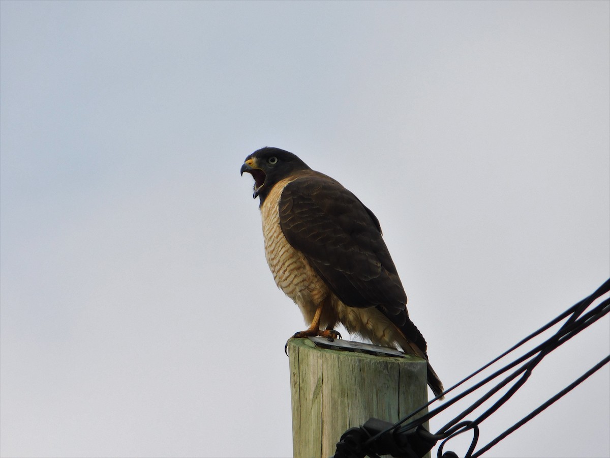 Roadside Hawk - Nicolás Bejarano