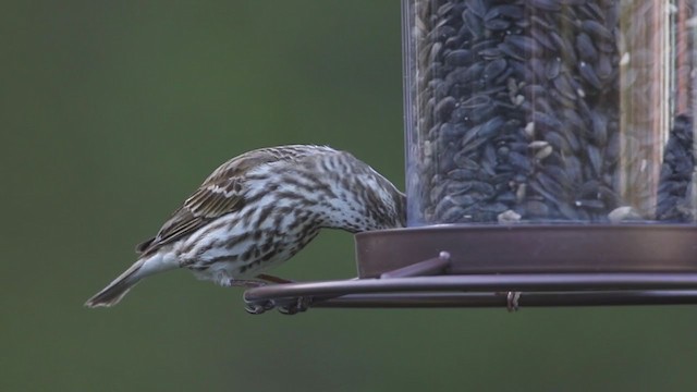 Purple Finch (Eastern) - ML231426441