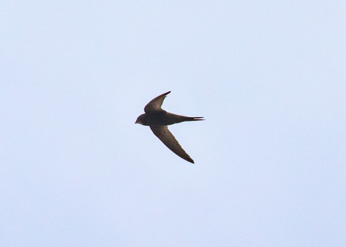 Common Swift - Steve Schnoll