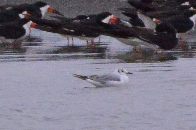 Bonaparte's Gull - ML231426671