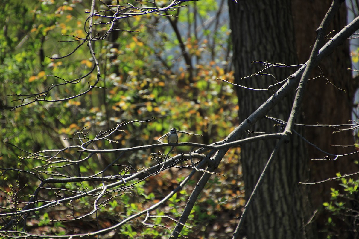 Black-throated Gray Warbler - ML231431471