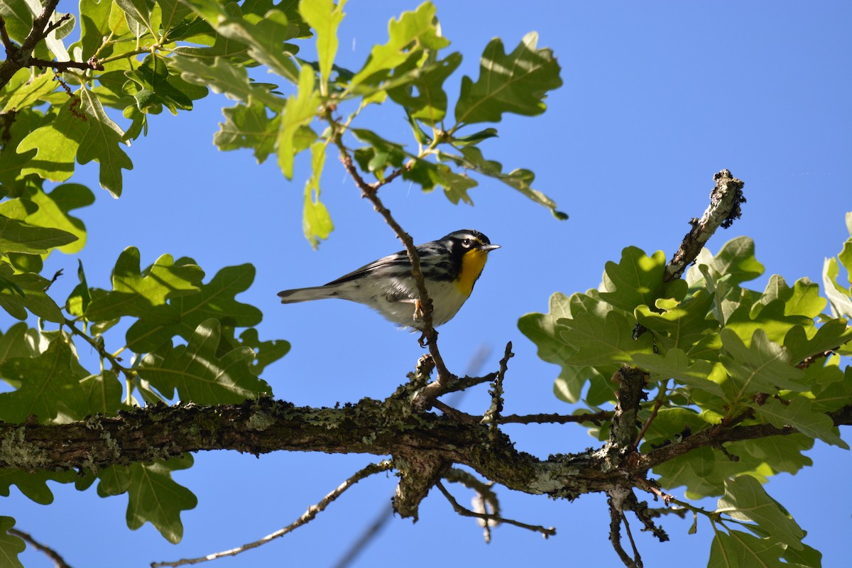 Yellow-throated Warbler - ML231431911