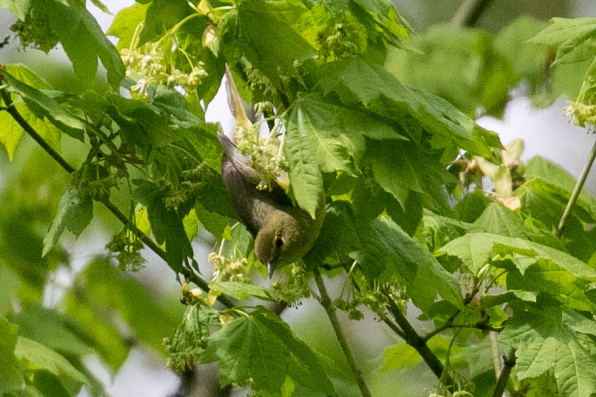 Orange-crowned Warbler - ML231433751