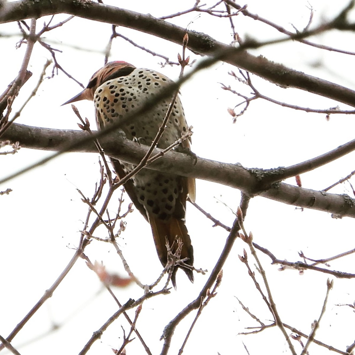 Northern Flicker - ML231434781