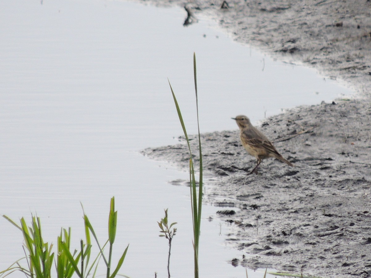 Pipit d'Amérique - ML231436341