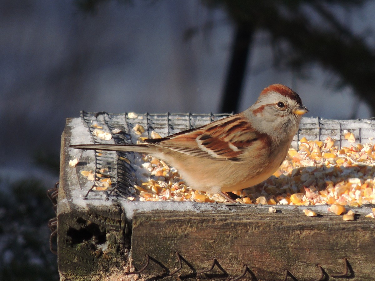 American Tree Sparrow - Melody Walsh