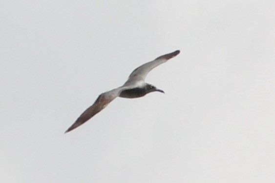 Gaviota Guanaguanare - ML231437611