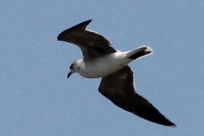 Mouette atricille - ML231437621