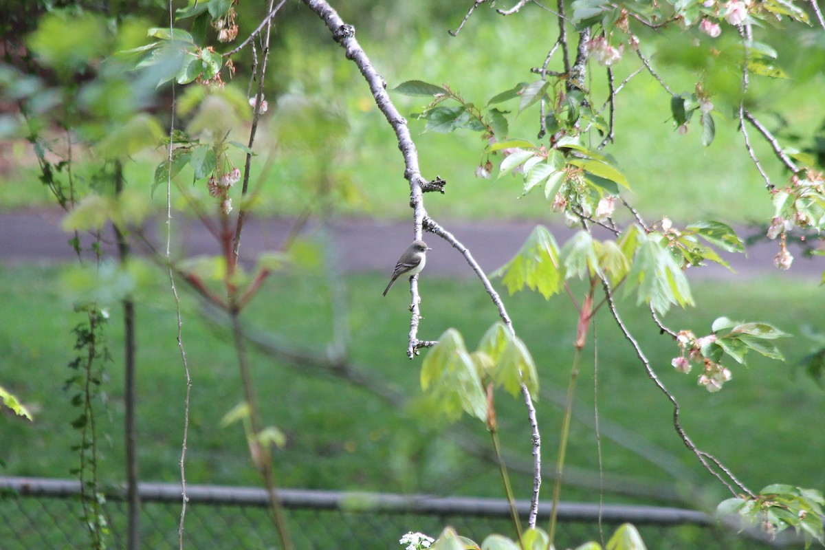 Dusky Flycatcher - Jim Palmer