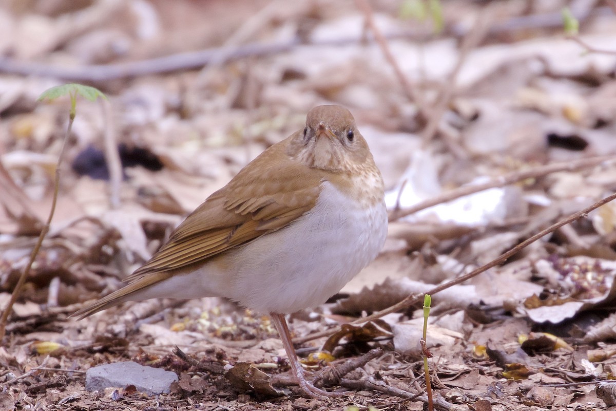 Veery - ML231440511