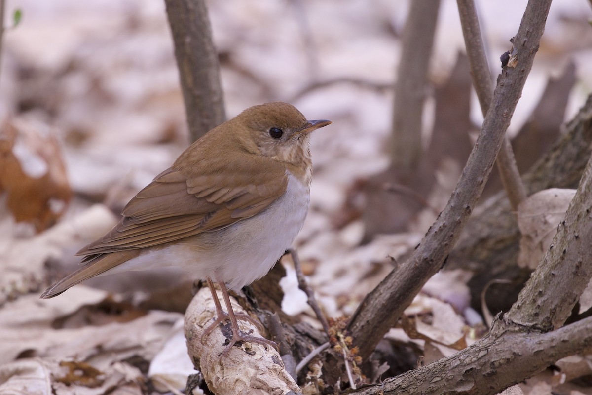 Veery - ML231440891