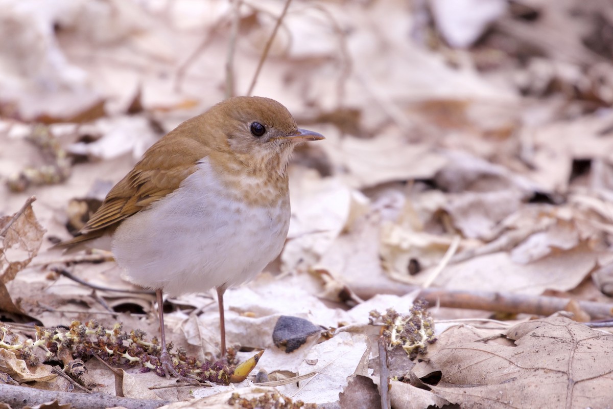 Veery - ML231440901