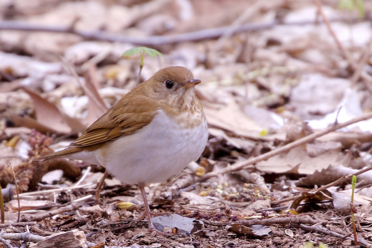 Veery - ML231441221