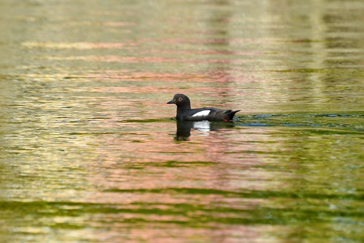 Pigeon Guillemot - ML231441401