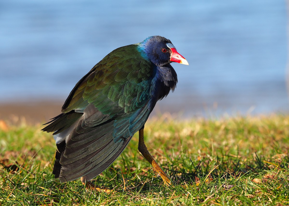 Purple Gallinule - Krista Melville