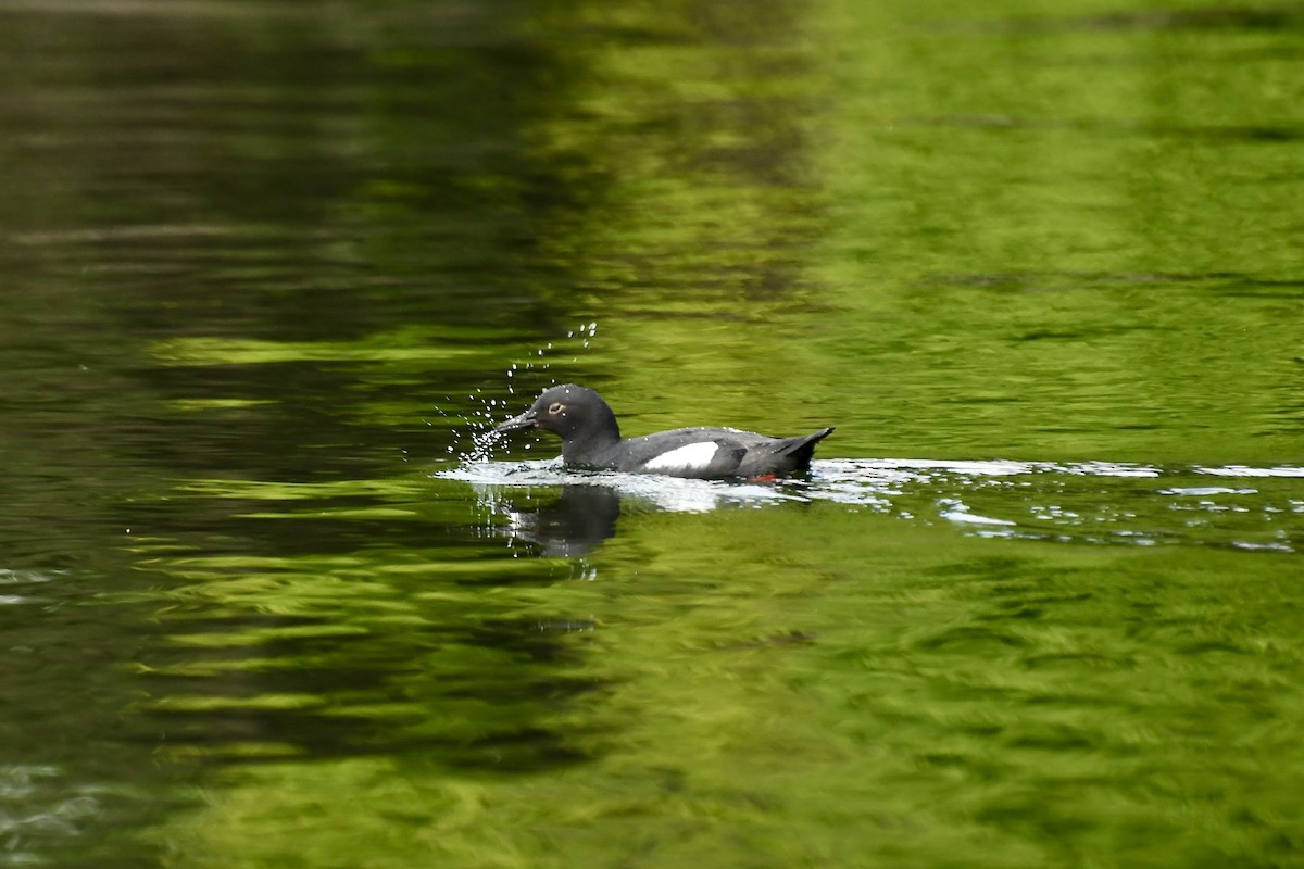 Pigeon Guillemot - Epi Shemming