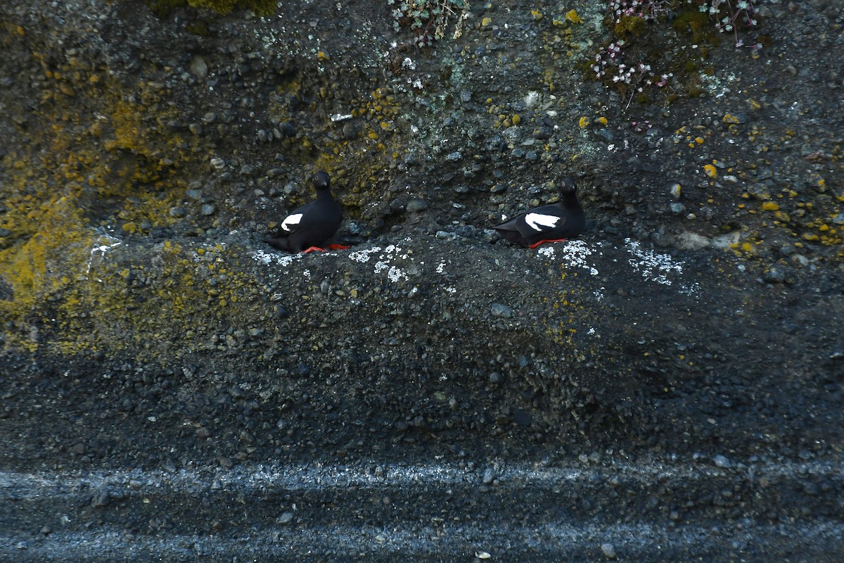 Pigeon Guillemot - Epi Shemming