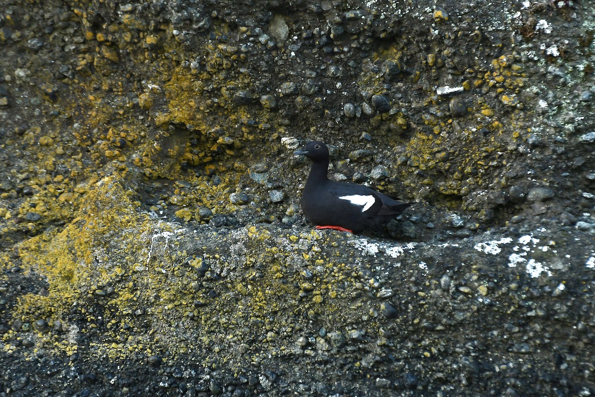 Pigeon Guillemot - ML231441471