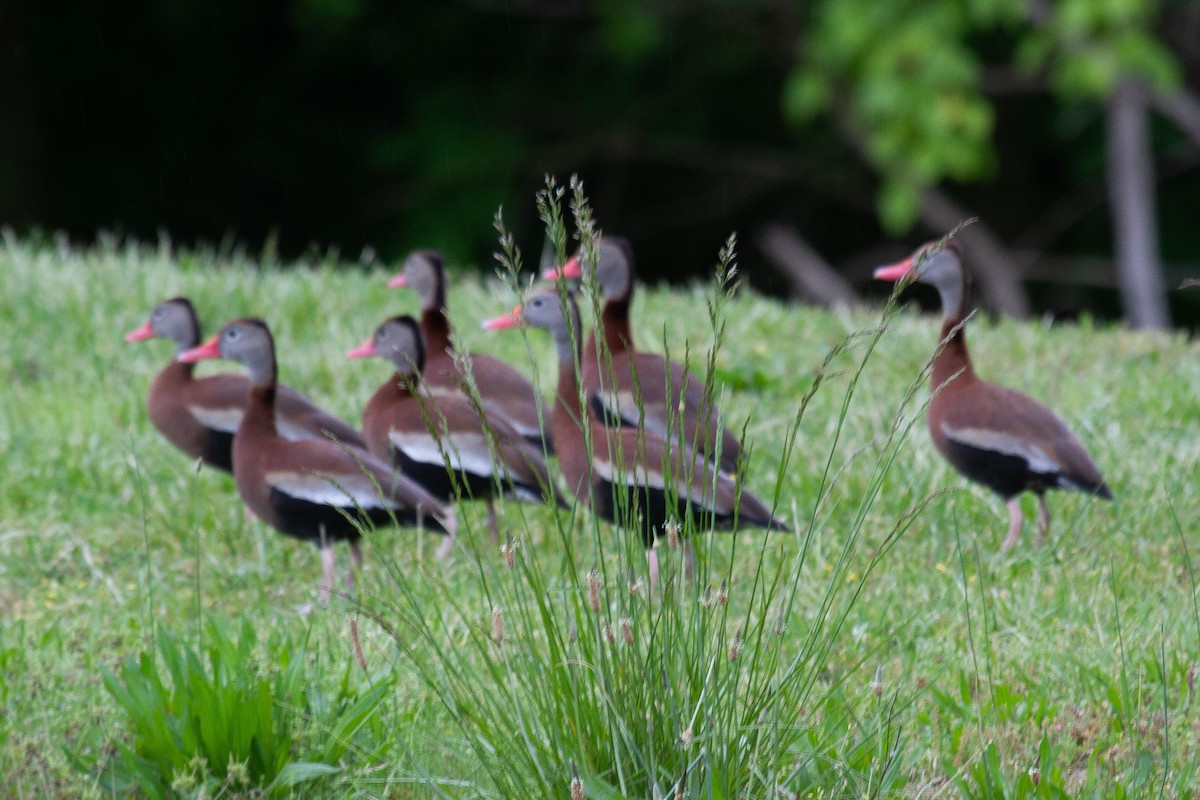 Black-bellied Whistling-Duck - ML231442021
