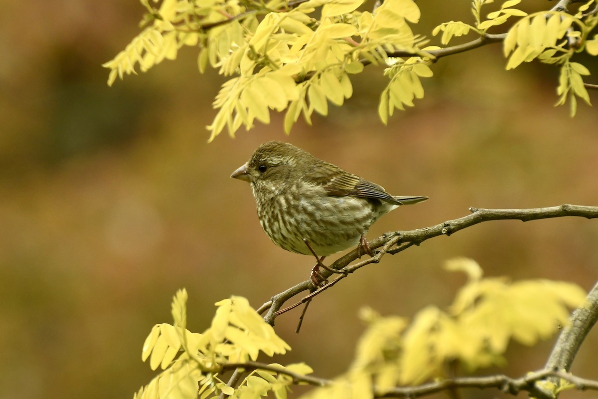 Purple Finch - ML231442651