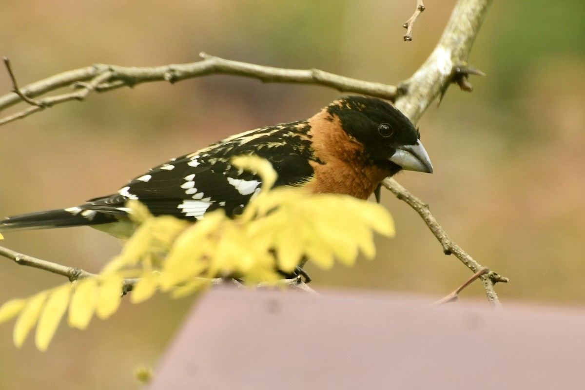 Black-headed Grosbeak - Epi Shemming