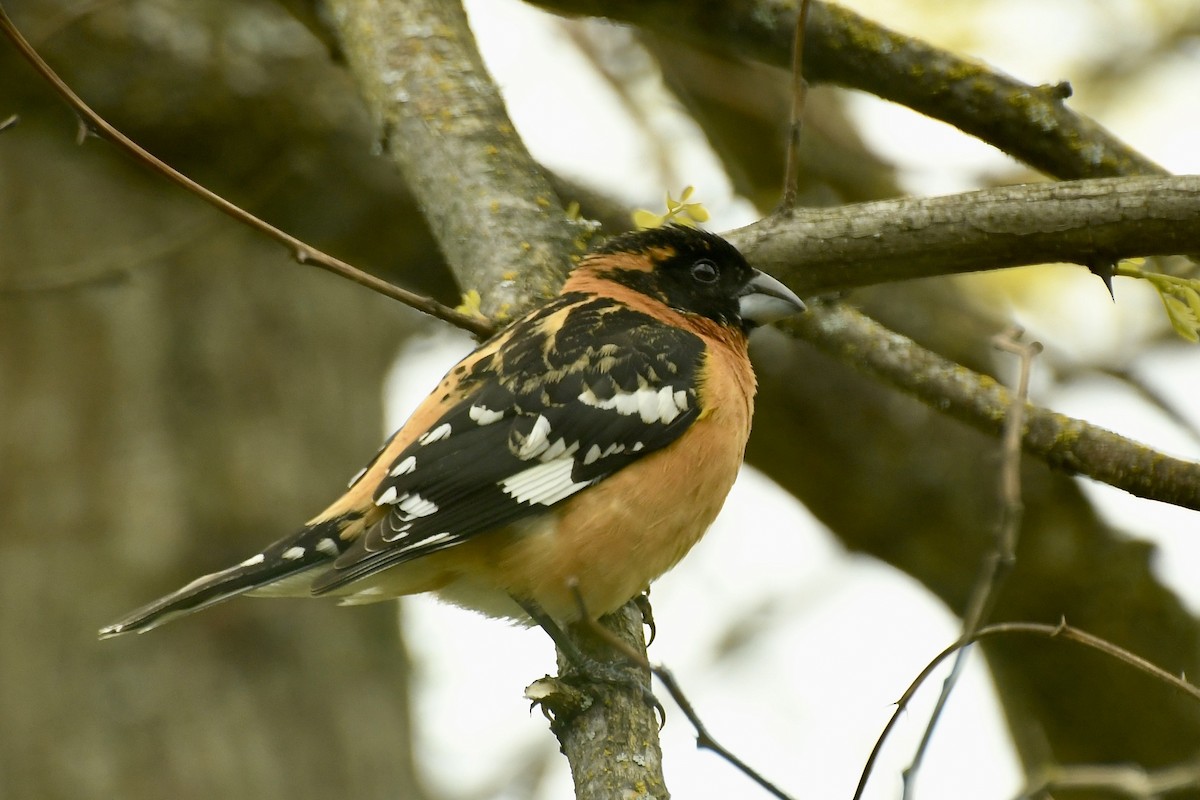 Cardinal à tête noire - ML231442731