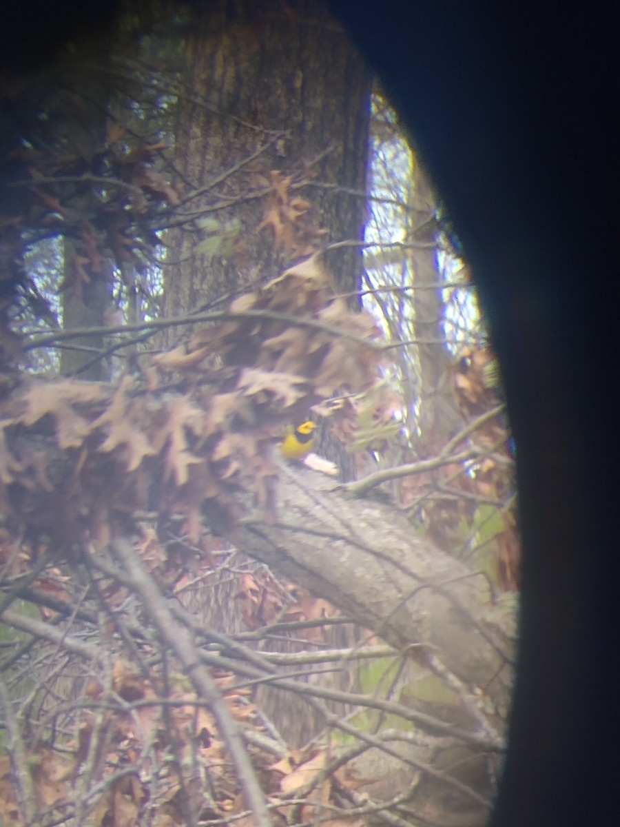 Hooded Warbler - ML231443291