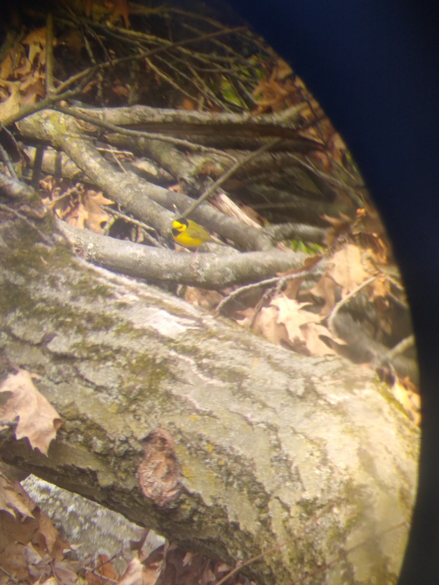 Hooded Warbler - ML231443841