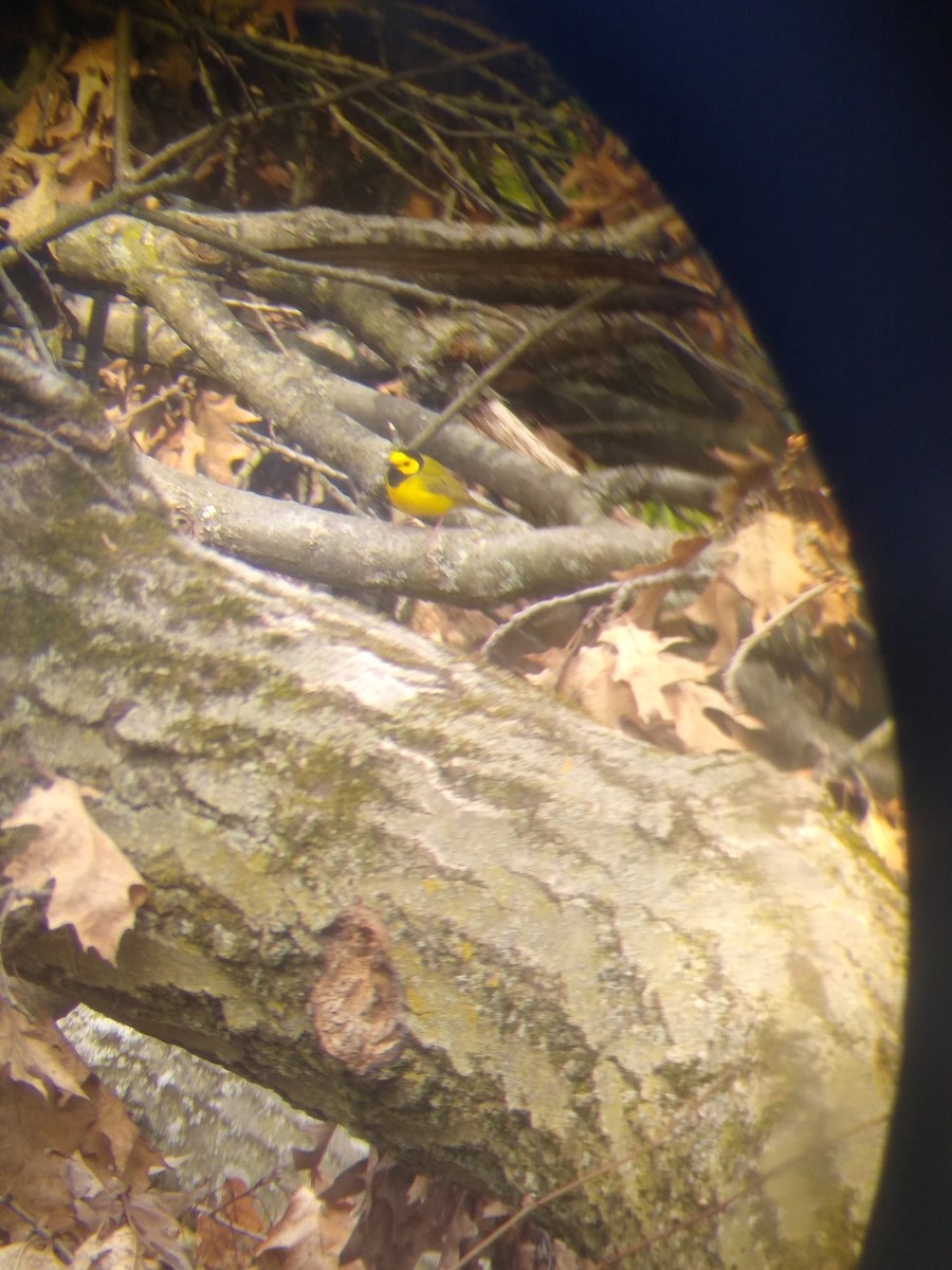 Hooded Warbler - ML231443891