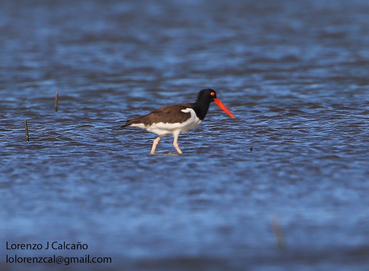 American Oystercatcher - ML231445621