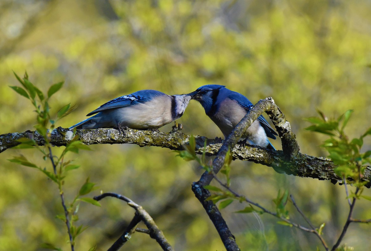 Blue Jay - ML231445971