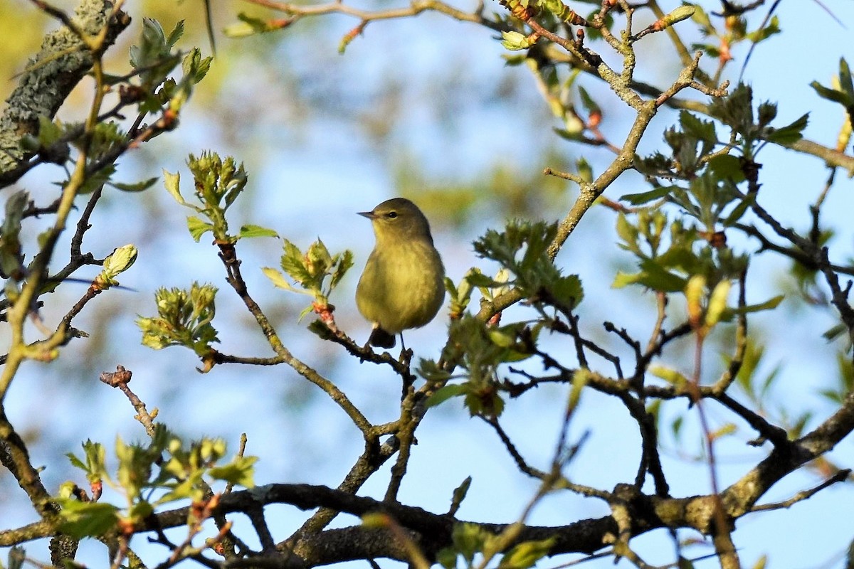 Orange-crowned Warbler - ML231447041