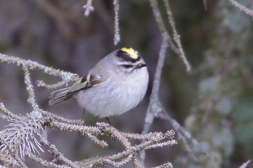 Golden-crowned Kinglet - Jeanne Verhulst