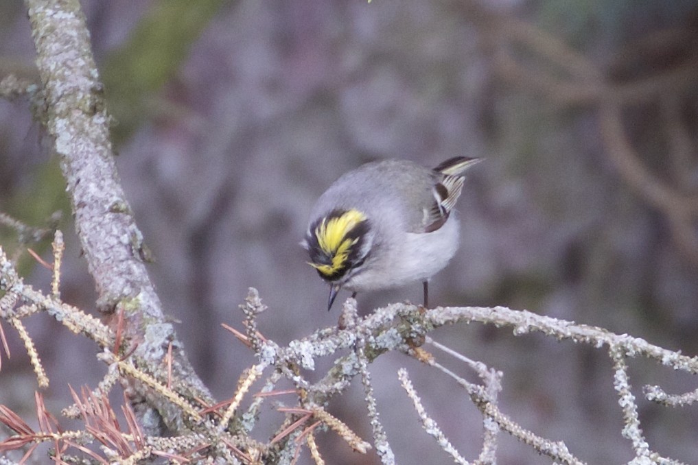 Golden-crowned Kinglet - ML231447471