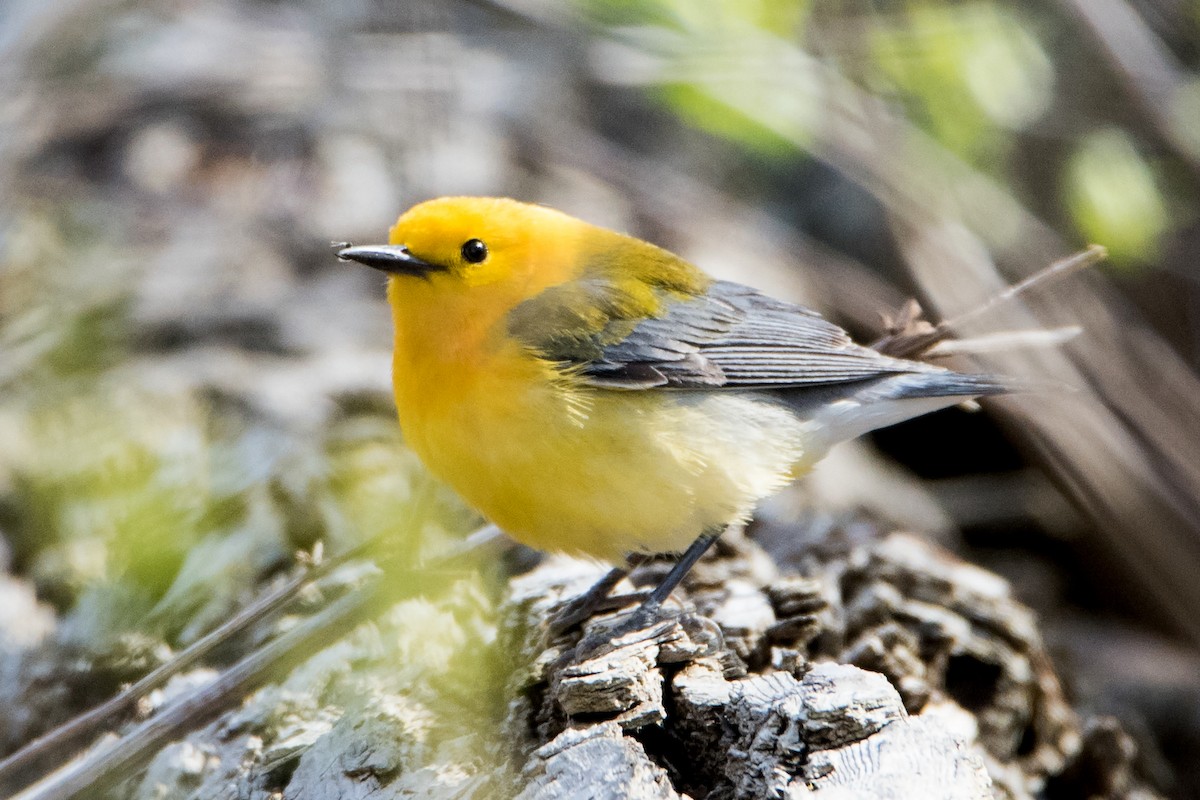 Prothonotary Warbler - Sue Barth