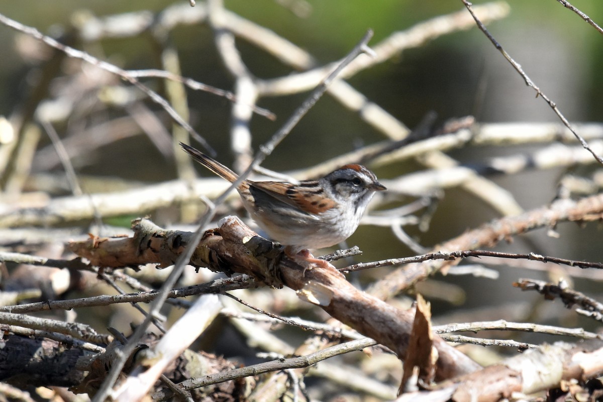 Swamp Sparrow - ML231450991