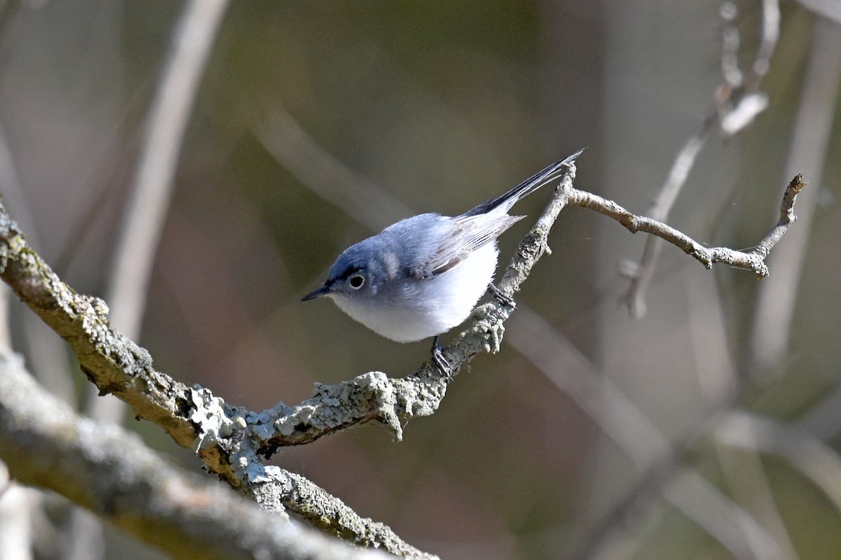 Blue-gray Gnatcatcher - ML231451021