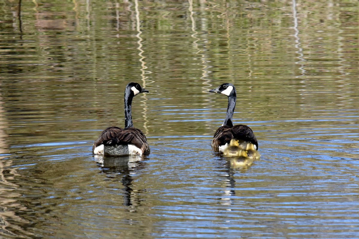 Canada Goose - ML231451111
