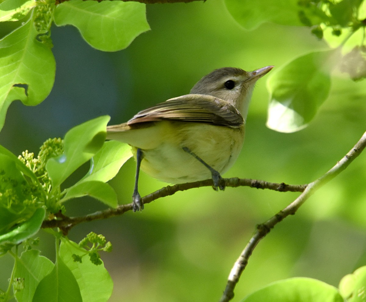 Warbling Vireo - ML231451491