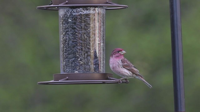 Purple Finch (Eastern) - ML231451511