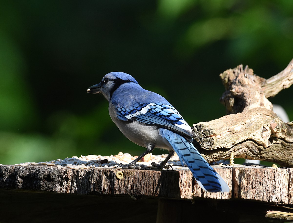 Blue Jay - ML231451701