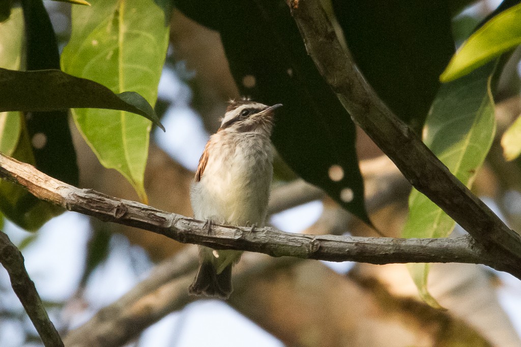 glennetyrann - ML231452421