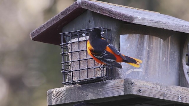 Baltimore Oriole - ML231453001